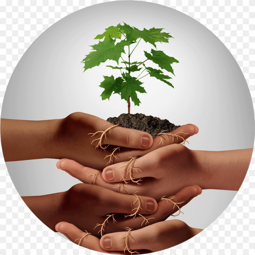 1025x1025 Our Pledge To Donate Trees Trees Sa Embrace A Growth Mindset, Person, Body Part, Finger, Hand Clipart PNG