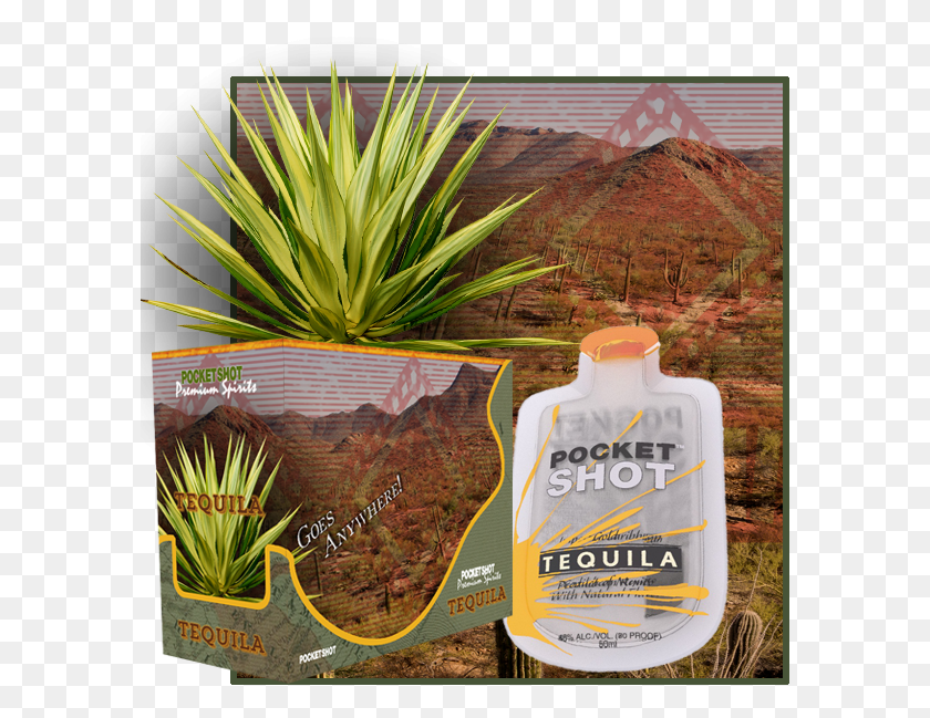 587x589 Our Product Line Agave Azul, Plant, Bottle, Pineapple HD PNG Download