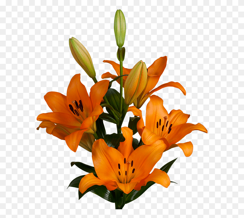 591x691 Our Product Portfolio Lilium Navarin, Plant, Flower, Blossom HD PNG Download