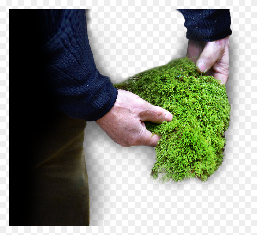 1000x908 Our Raw Materials, Moss, Plant, Person HD PNG Download