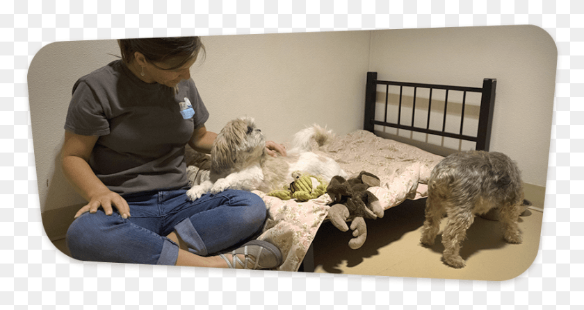 860x427 Our Slumber Party Is A Wonderful Communal Take On Labradoodle, Furniture, Person, Human HD PNG Download