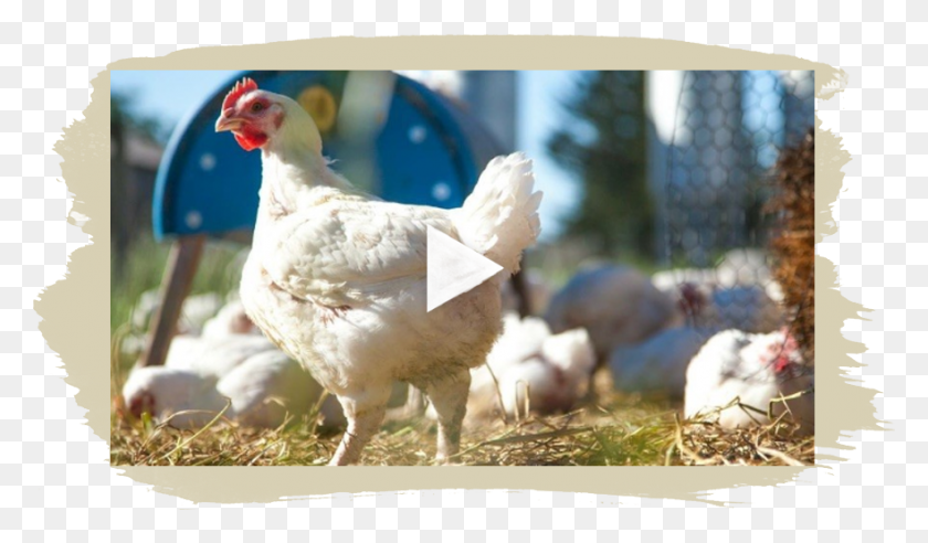 881x489 Our Story Rooster, Chicken, Poultry, Fowl HD PNG Download