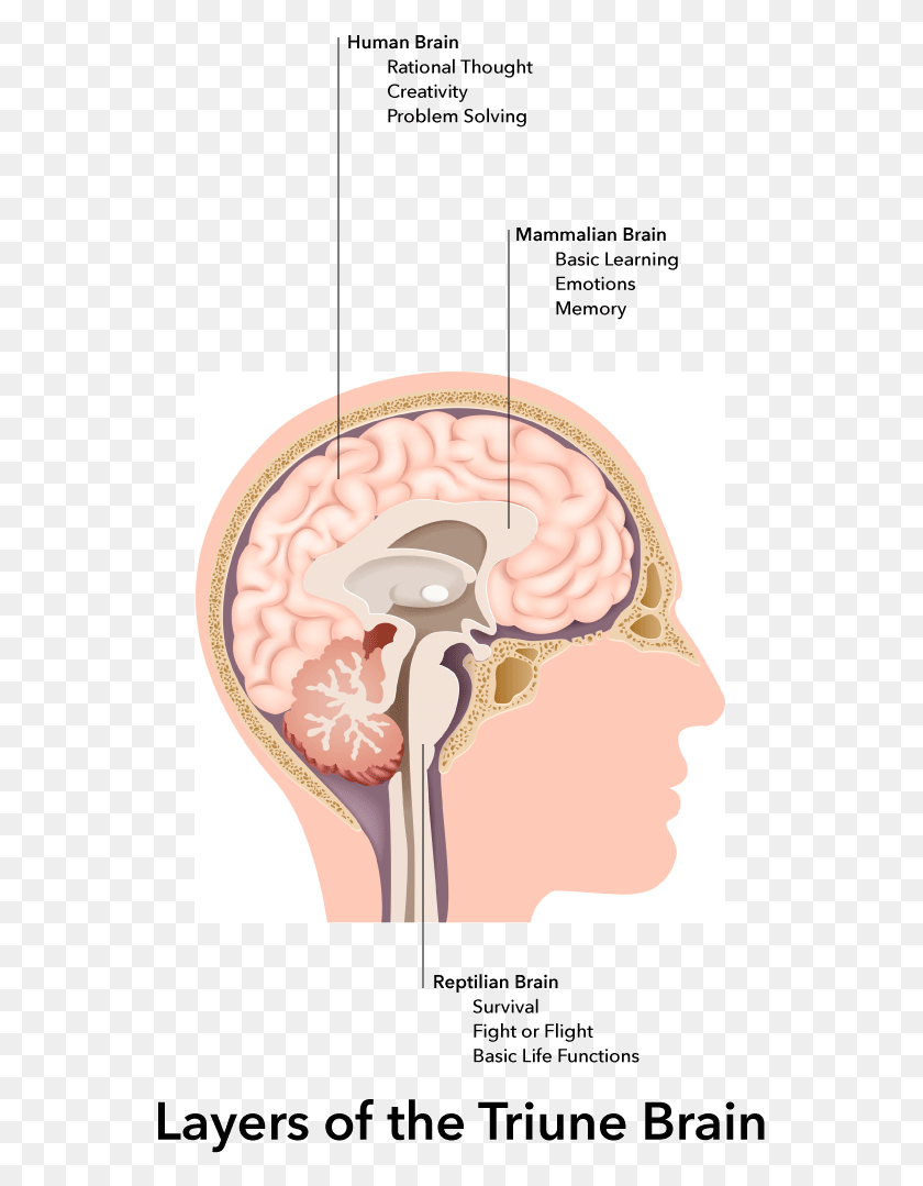 553x1019 Our Unconscious Cognitive And Emotional Thinking Happens Dura Mater Dural Folds, Jaw, Ear, Head HD PNG Download