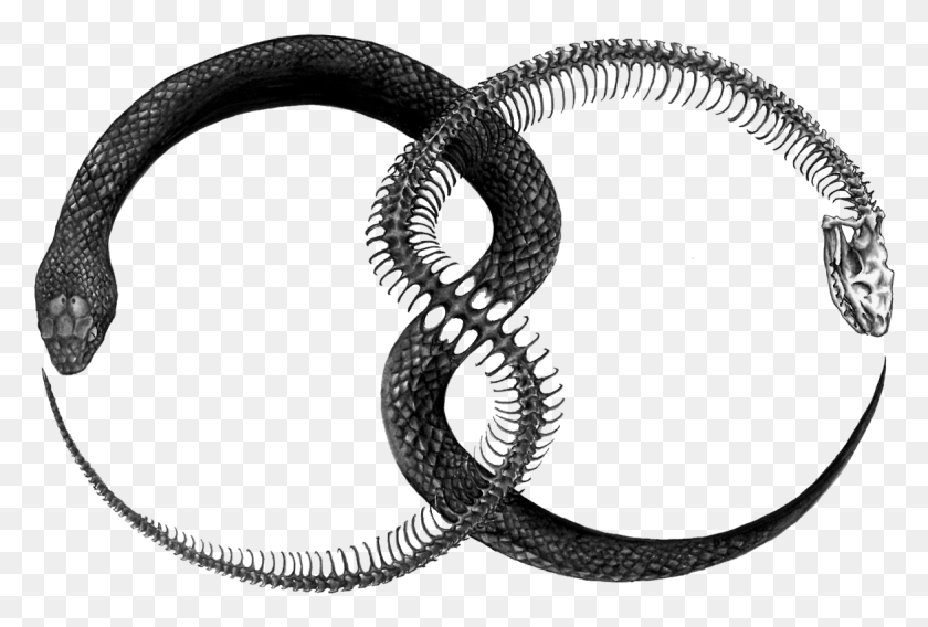 1171x764 Ouroboros File Snake Infinity Tattoo, Reptile, Animal, Path HD PNG Download