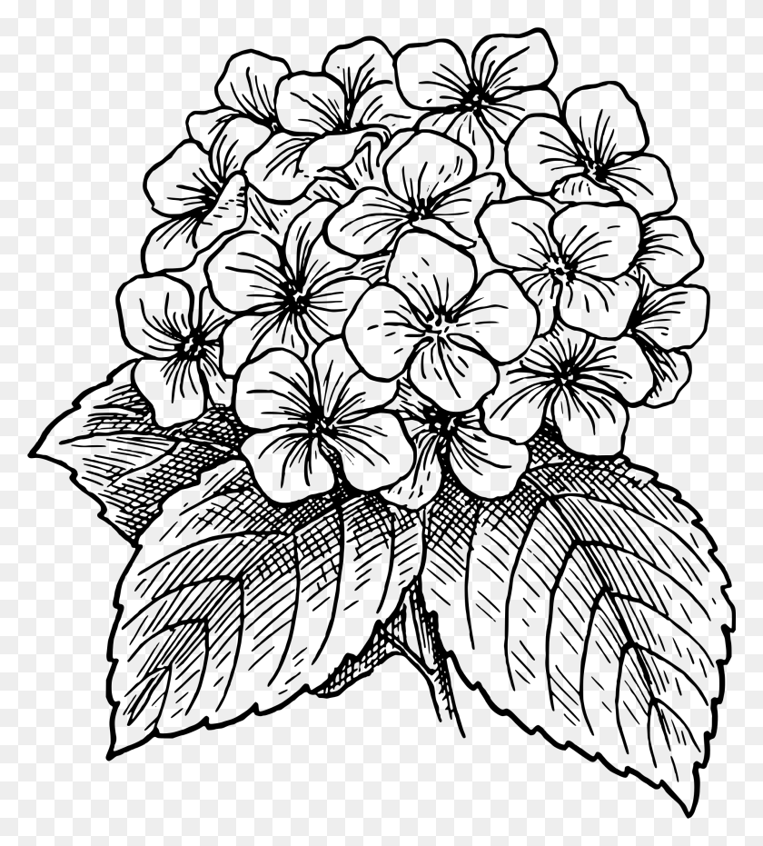 2064x2306 Outline Drawing Of A Big Flower Blossom Hydrangea Flower Drawing, Gray, World Of Warcraft HD PNG Download