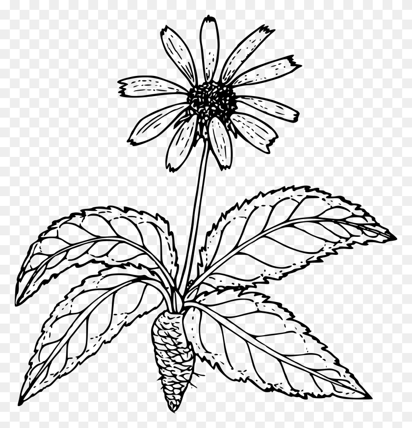 1840x1920 Outline Drawing Of A Wild Flower With Root Free Image Outline Pictures Of Flower Plant Root, Gray, World Of Warcraft HD PNG Download