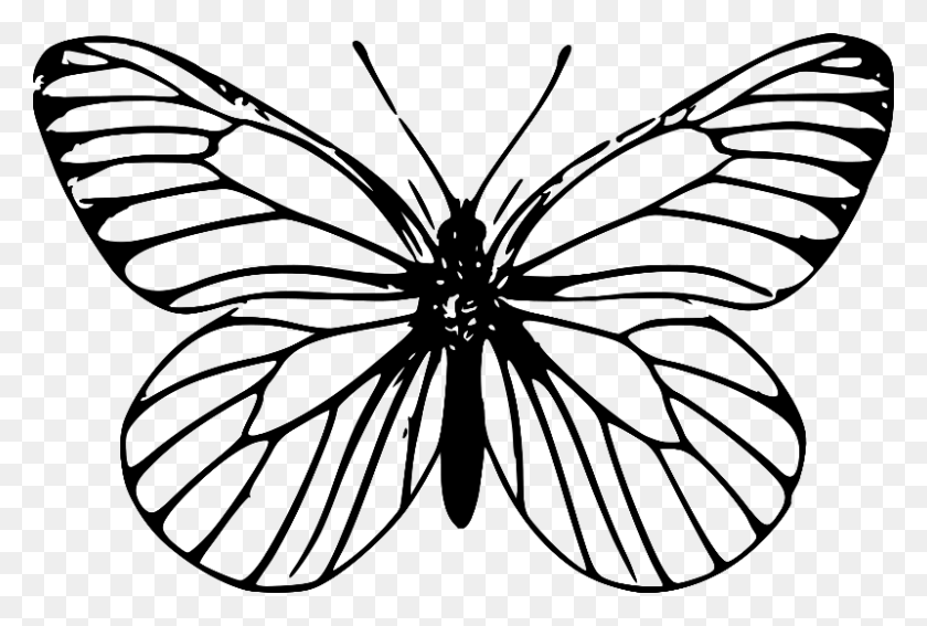 800x521 Outline Drawing Of Butterfly, Gray, World Of Warcraft HD PNG Download