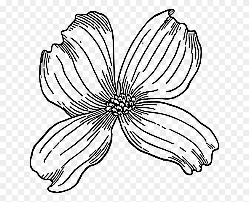 640x623 Outline Drawing Tree Flower Bloom Plant Nature Dogwood Clip Art, Graphics, Floral Design HD PNG Download