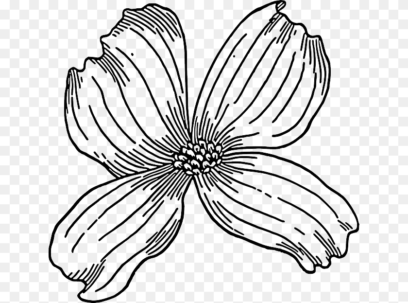 640x623 Outline Drawing Tree Flower Bloom Plant Nature Flowering Dogwood Line Drawing, Art, Daisy, Anemone, Petal PNG