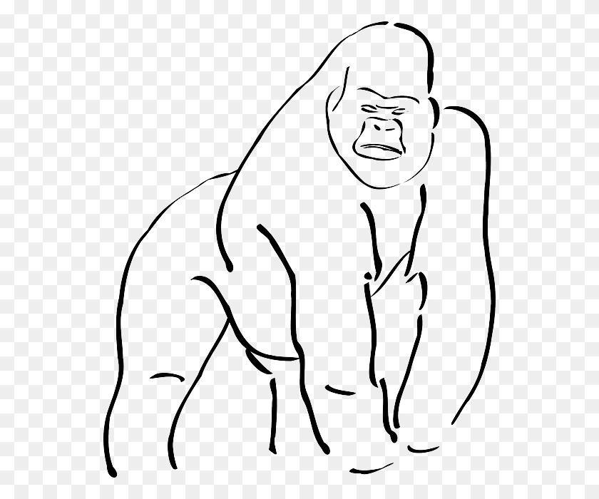 550x640 Descargar Png Esquema De Un Gorila Gorila Silueta Vector Libre De Dibujos Animados Blanco Y Negro, Mono, La Vida Silvestre, Mamífero Hd Png