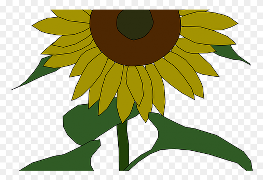 1293x856 Outline Yellow Drawing Plants Sun Flower Flowers Sun Flowers Out Line, Plant, Blossom, Sunflower HD PNG Download