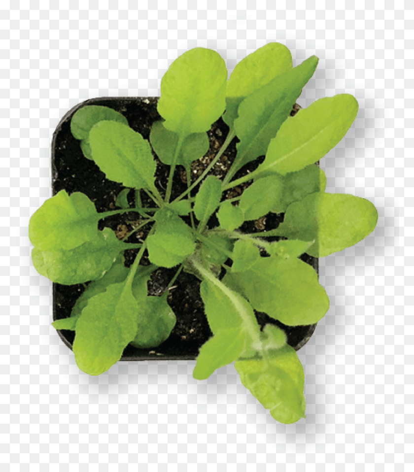 1747x2013 Over Time Thin Seeds To One Individual Plant Per Pot Houseplant, Leaf, Vegetable, Food HD PNG Download