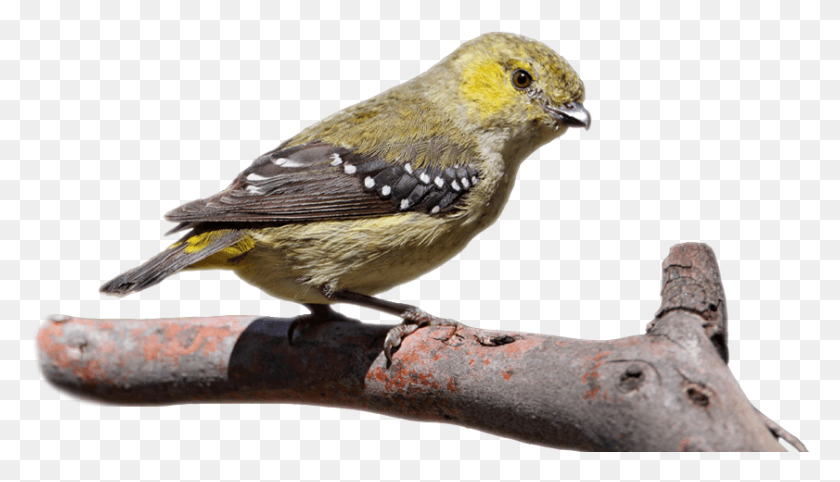 841x456 Overlay Black Throated Green Warbler, Bird, Animal, Finch HD PNG Download