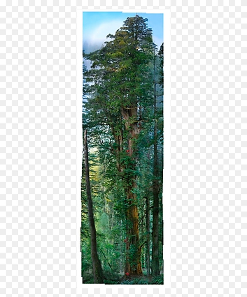 318x951 Негабаритный Гигантский Красный Лес Gt Художественный Магазин National Geographic Redwood Полная Длина, Дерево, Растение, Растительность Hd Png Скачать