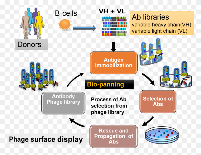 1466x1109 Overview Of Antibody Library Production And Selections Phage Display Antibody Library, Person, Human, Text HD PNG Download