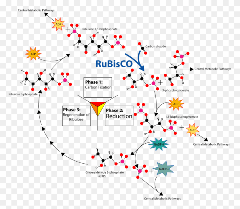 1004x865 Overview Of The Calvin Cycle Pathway Calvin Cycle Diagram, Network, Plot HD PNG Download