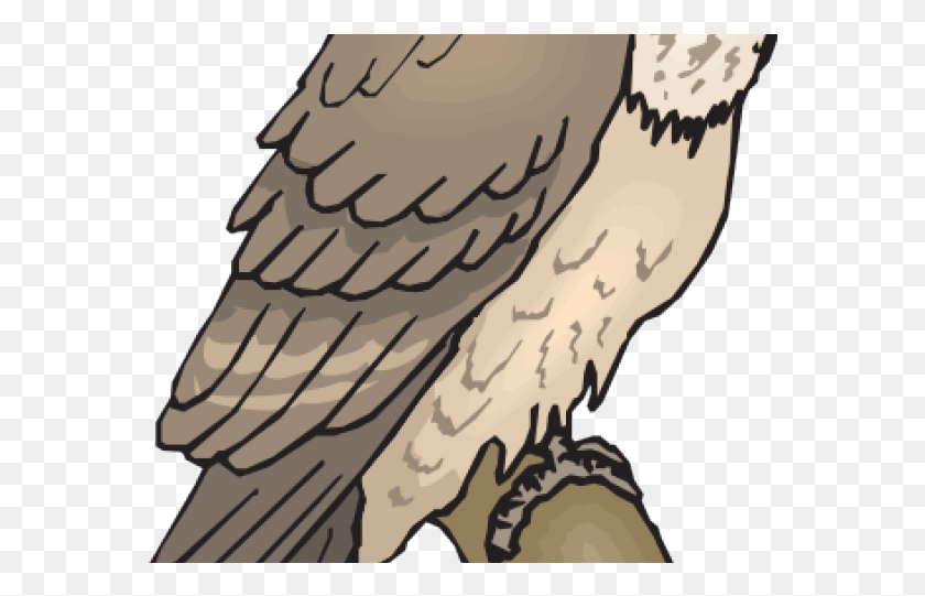 572x481 Owl, Vulture, Bird, Animal HD PNG Download
