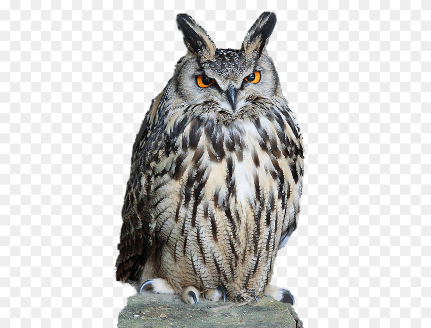 480x640 Owl, Animal, Beak, Bird Clipart PNG