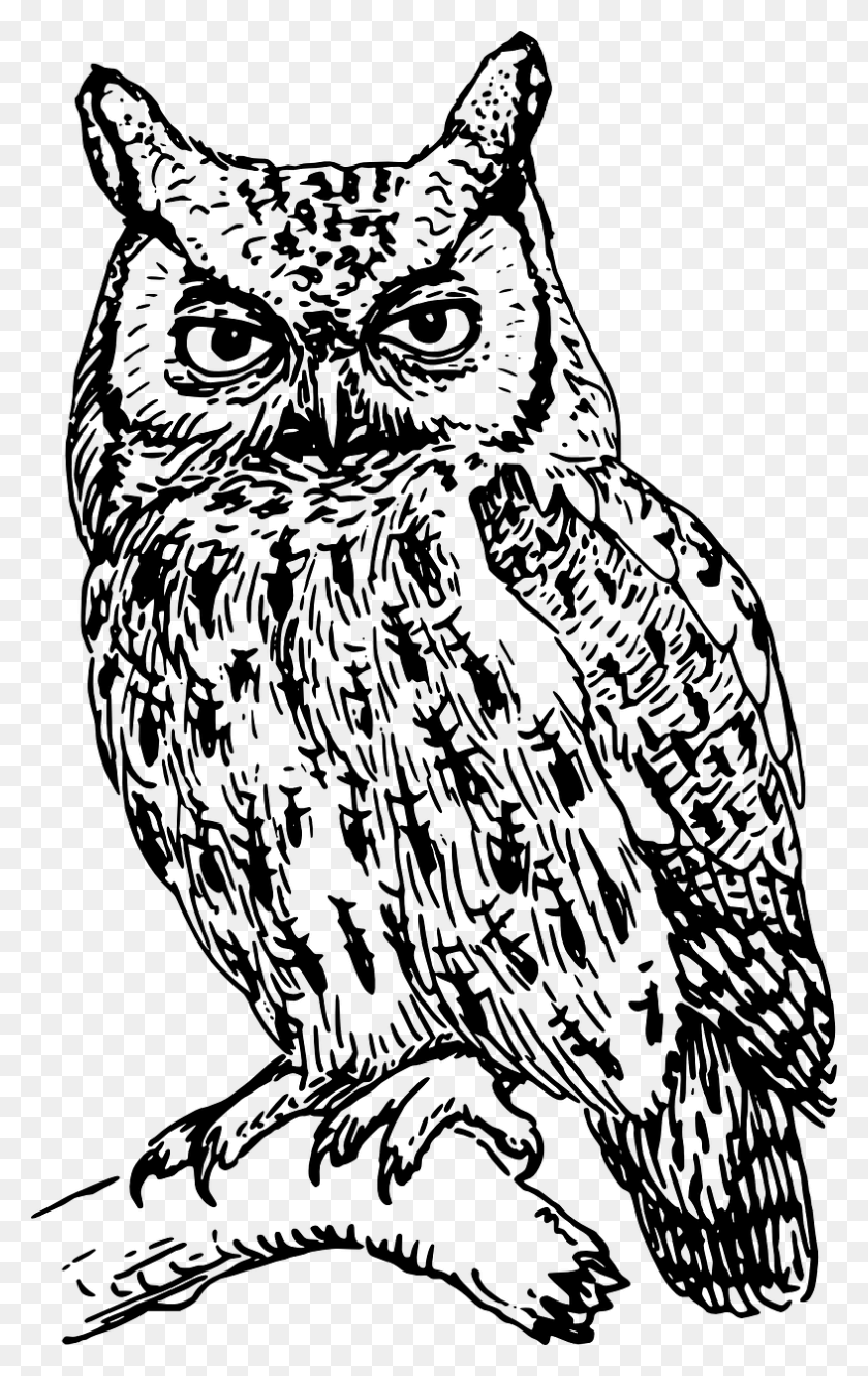 786x1280 Owl Bird Branch Perched Horned Image Owl Black And White, Gray, World Of Warcraft HD PNG Download