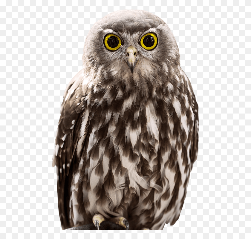 495x740 Owl Encounter Side Owl, Bird, Animal, Beak HD PNG Download