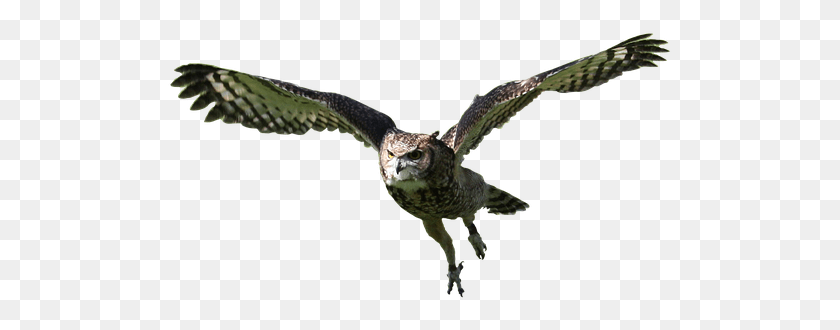 505x270 Owl Flying Bird Animal Nature Wildlife Predator Osprey, Bird, Accipiter, Buzzard HD PNG Download