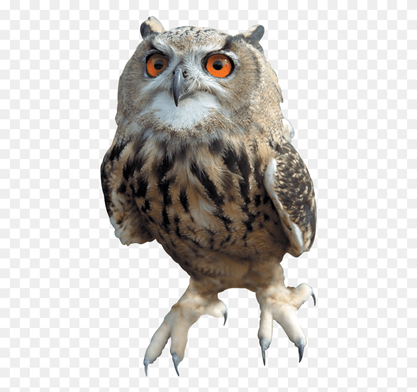 438x729 Owl Free Owl, Bird, Animal, Tiger HD PNG Download