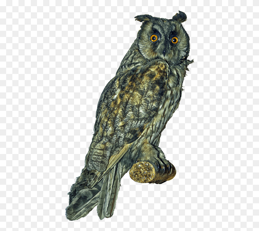 425x690 Owl Long Eared Owl Scops Owl Bird Bird Of Prey Great Horned Owl, Animal HD PNG Download