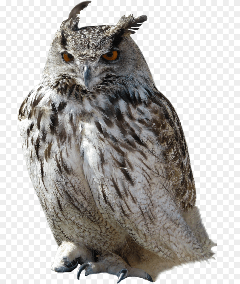 Owl Owl Background, Animal, Beak, Bird Clipart PNG