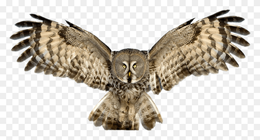 1024x515 Owl Pic Owl, Lizard, Reptile, Animal HD PNG Download
