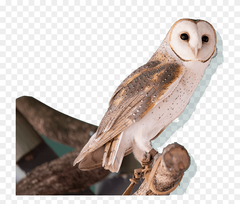 731x654 Owl Sitting On A Tree Bird Of Prey Show Desert Park Alice Springs, Animal HD PNG Download