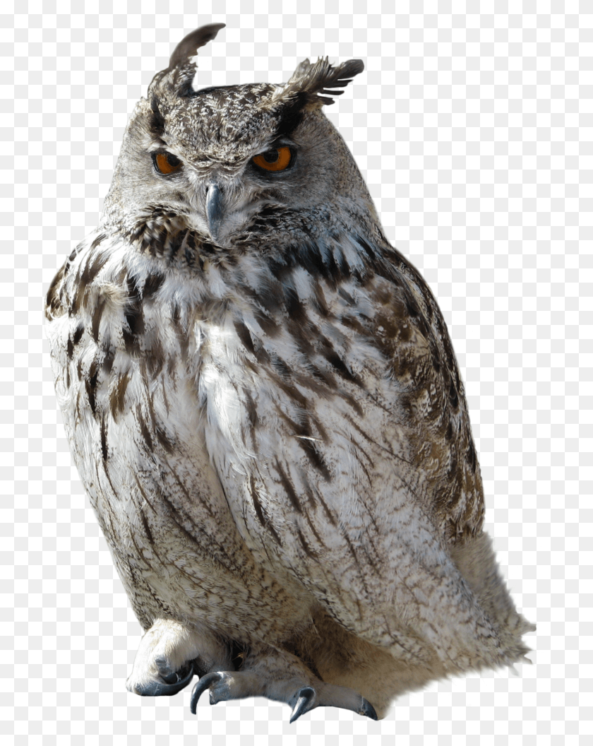 718x996 Owl Sticker, Bird, Animal HD PNG Download