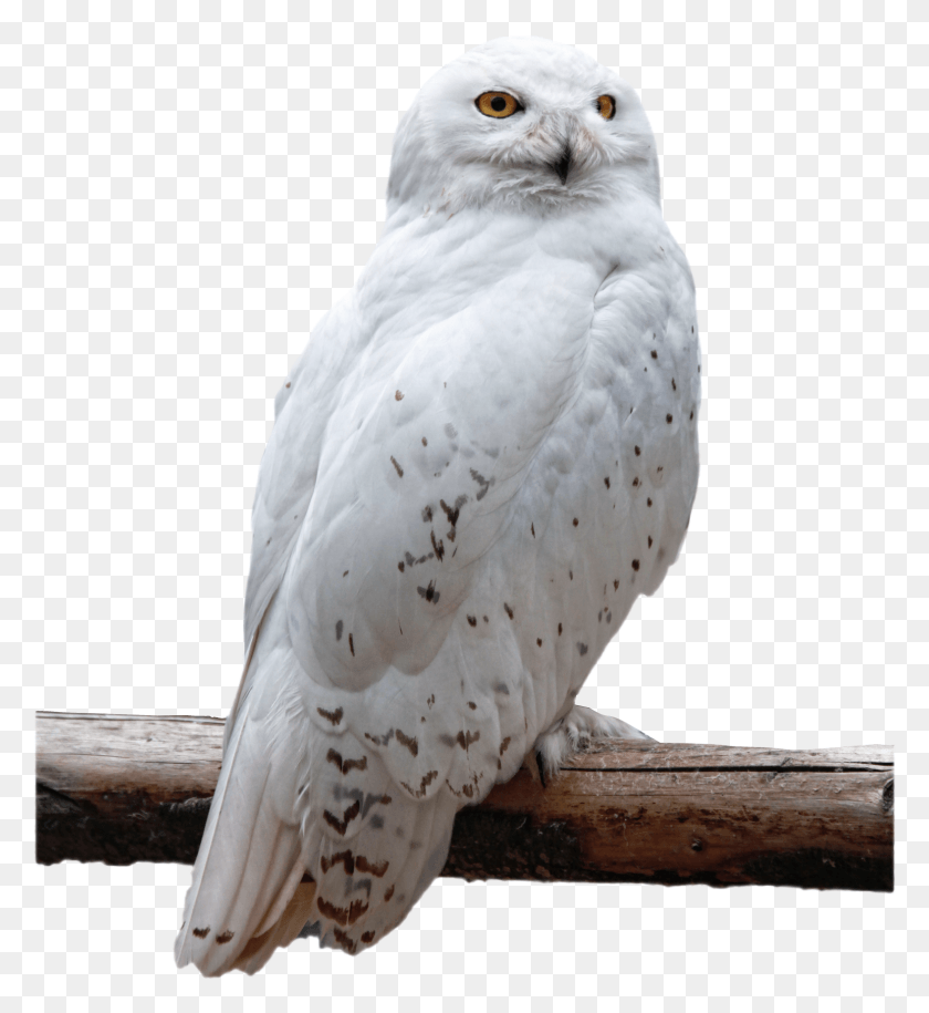 1544x1693 Owl Transparent Image Owl, Bird, Animal HD PNG Download