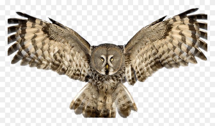 1024x568 Owl Vectors Owl, Lizard, Reptile, Animal HD PNG Download