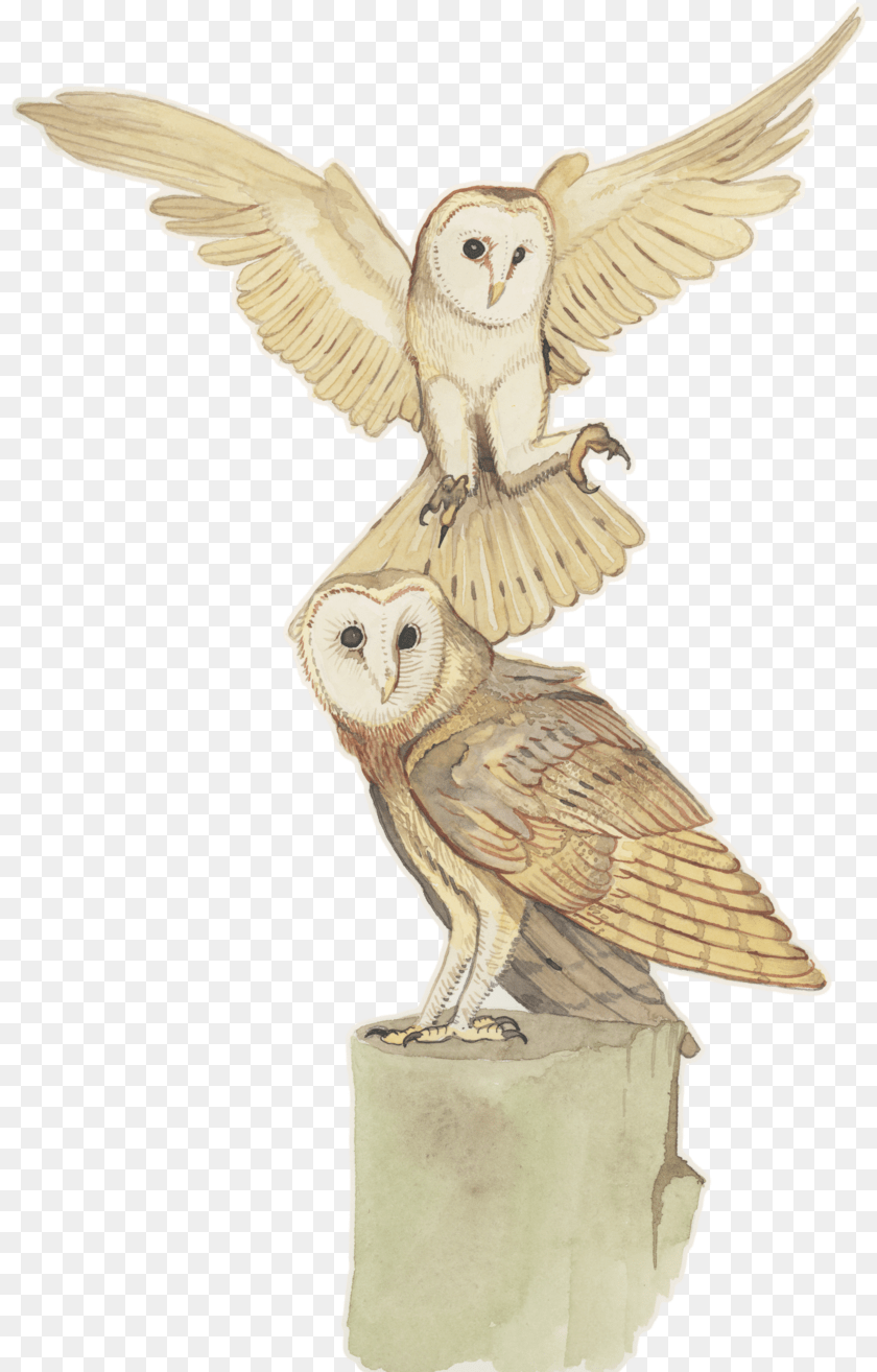 Owl Watercolor, Animal, Bird Sticker PNG