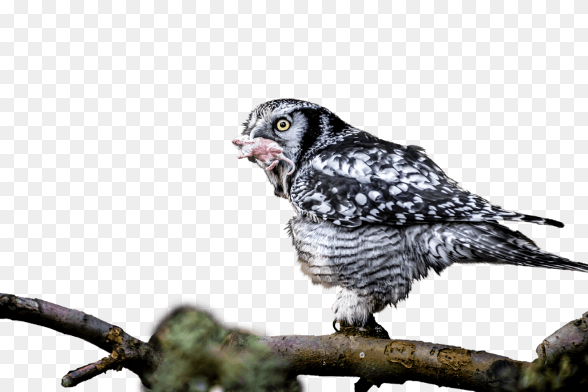 1280x853 Owl With Catch In Mouth, Animal, Beak, Bird Sticker PNG