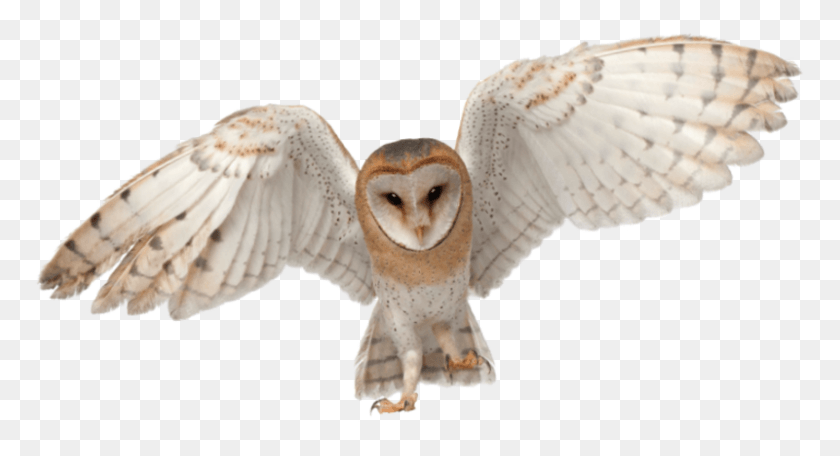 800x407 Owls Rest On The Same Branch Every Day Which Is Why Barn Owl Transparent, Bird, Animal, Fungus HD PNG Download