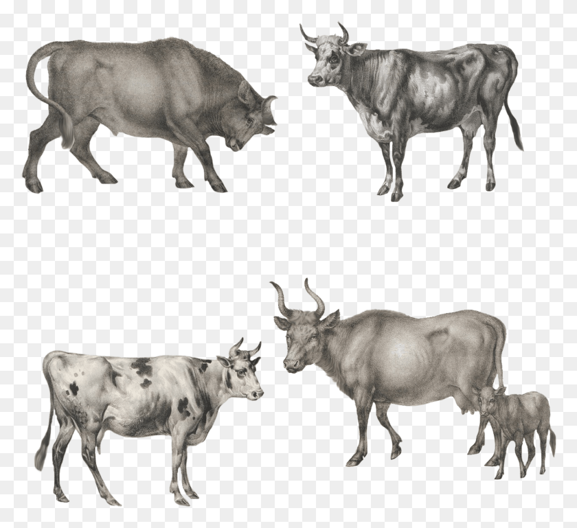 1639x1490 Ox Animal Cattle, Bull, Mammal, Cow HD PNG Download
