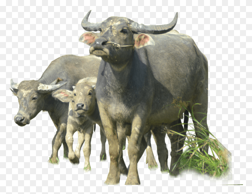 945x711 Ox Animal File Khwab Mein Bhains Dekhna, Bull, Mammal, Cow HD PNG Download