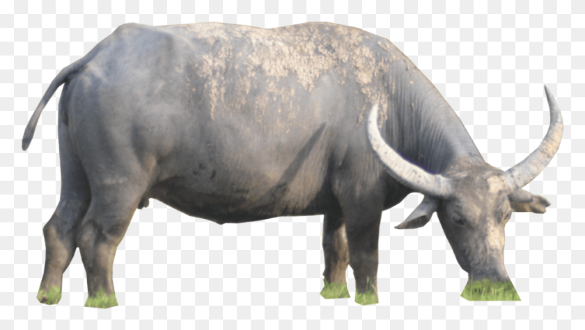 936x498 Ox Animal Image Buffalo, Mammal, Wildlife, Cow HD PNG Download