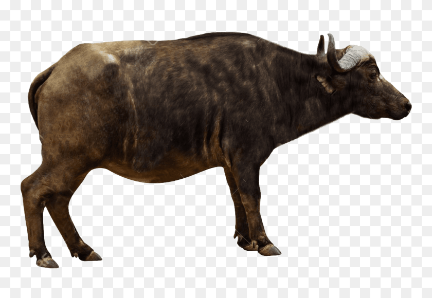 764x520 Ox Animal Images Transparent Gallery Cape Buffalo From The Side, Cow, Cattle, Mammal HD PNG Download