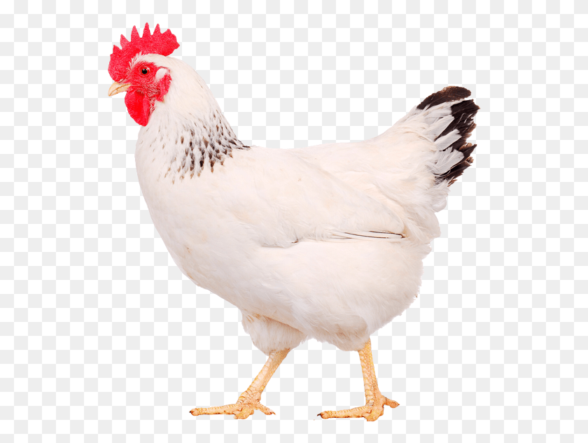 536x573 Aves De Corral Png