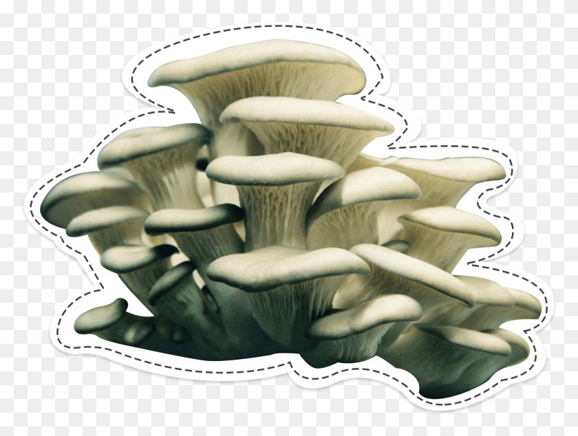 1548x1140 Oyster Mushroom The Surprising, Plant, Fungus, Amanita HD PNG Download