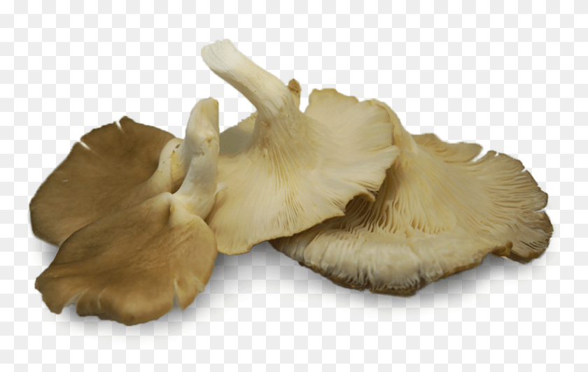 950x576 Oyster Mushrooms Naturally Produce Compounds Called Grey Oyster Mushroom Transparent, Plant, Fungus, Agaric HD PNG Download