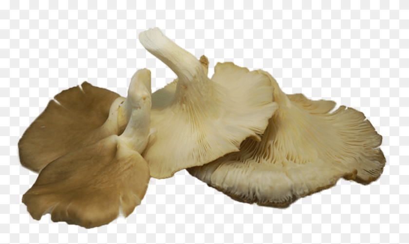 941x534 Oyster Mushrooms Naturally Produce Compounds Called Oyster Mushrooms, Plant, Fungus, Mushroom HD PNG Download