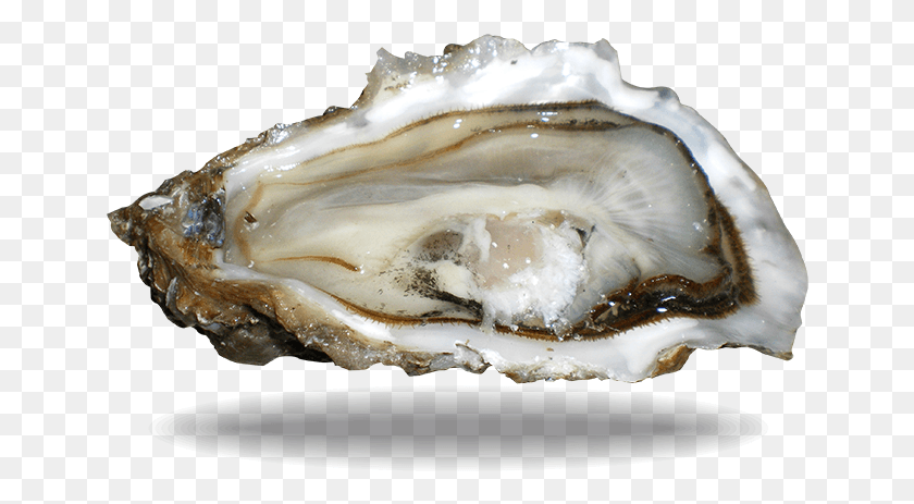 646x403 Oysters Shell, Sea Life, Animal, Seashell HD PNG Download