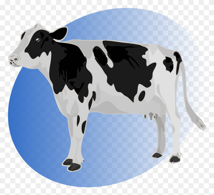 1028x931 P Cow Blue Cow, Крупный Рогатый Скот, Млекопитающее, Животное Hd Png Скачать