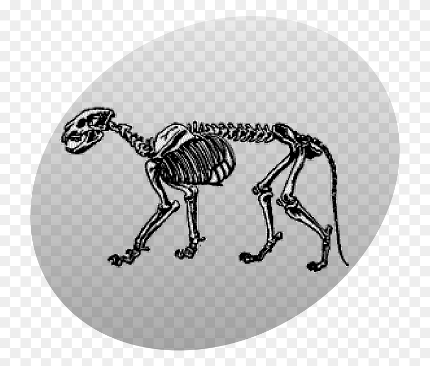 723x655 P Leo Skeleton Grey Skeleton HD PNG Download