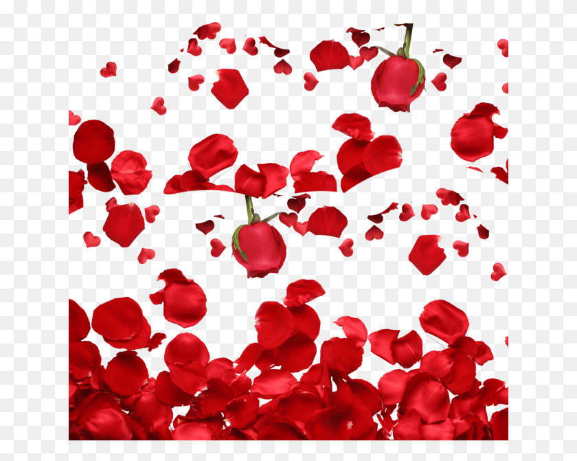 641x611 P Talas De Rosa Tala Rosas Arquivo Красные Розы С Высоким Разрешением, Лепесток, Цветок, Растение Hd Png Скачать