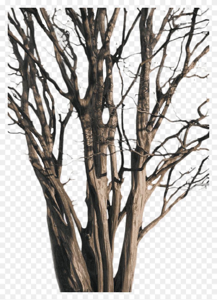 1600x2261 P Tree Branch, Tree, Plant, Tree Trunk HD PNG Download