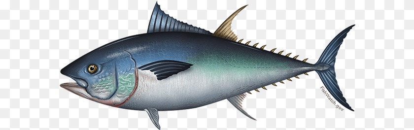 601x264 Pacific Bluefin Tuna Tuna Hunter Fishing Charters, Animal, Bonito, Fish, Sea Life Clipart PNG